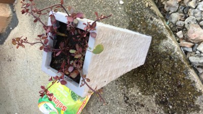 Il rinvaso d'emergenza / IMG_4588.JPG IMG_4588.JPG