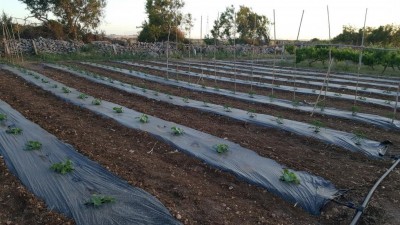 20170519_202646.jpg (127.56 KiB) Osservato 1448 volte 20170519_202646.jpg