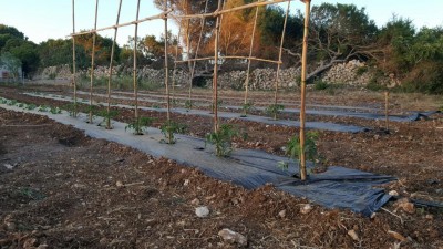 20170519_202509.jpg (144.23 KiB) Osservato 1448 volte 20170519_202509.jpg