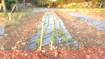 20170519_202309.jpg (161.64 KiB) Osservato 1447 volte 20170519_202309.jpg