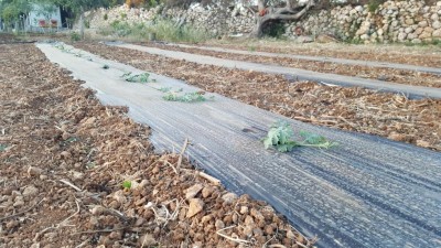 20170519_202539.jpg (161.47 KiB) Osservato 1447 volte 20170519_202539.jpg