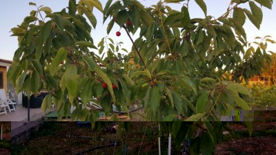 20170519_202245.jpg (112.32 KiB) Osservato 1447 volte 20170519_202245.jpg