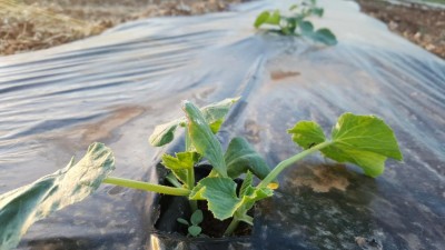 20170519_202432.jpg (67.13 KiB) Osservato 1447 volte 20170519_202432.jpg