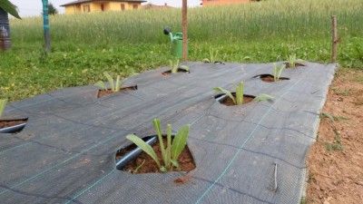 89.jpg (105.17 KiB) Osservato 546 volte 89.jpg