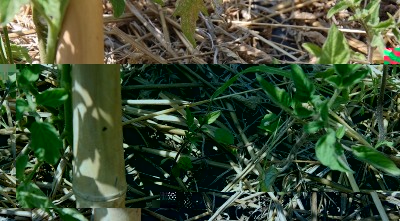 186.JPG (237.21 KiB) Osservato 579 volte 186.JPG