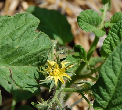 187.JPG (250.67 KiB) Osservato 578 volte 187.JPG