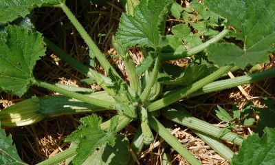 188.JPG (252.04 KiB) Osservato 572 volte 188.JPG