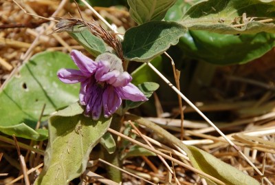 DSC_2648.JPG (203.25 KiB) Osservato 543 volte DSC_2648.JPG