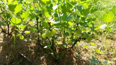 94.jpg (165.45 KiB) Osservato 614 volte 94.jpg