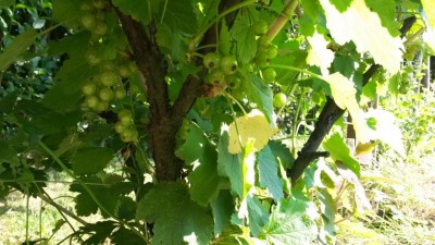 95.jpg (105.17 KiB) Osservato 614 volte 95.jpg