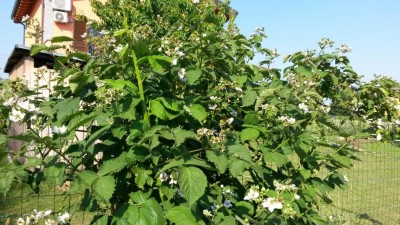 96.jpg (150.96 KiB) Osservato 614 volte 96.jpg