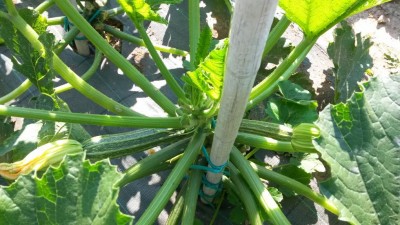 98.jpg (113.9 KiB) Osservato 607 volte 98.jpg