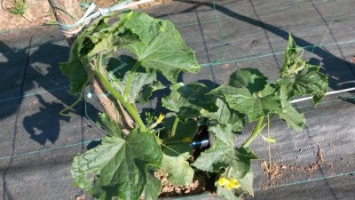 99.jpg (151.7 KiB) Osservato 607 volte 99.jpg