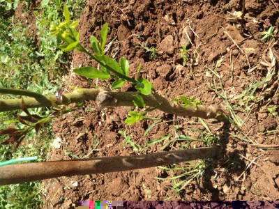 Limone 4stagioni / IMG_1510.JPG IMG_1510.JPG