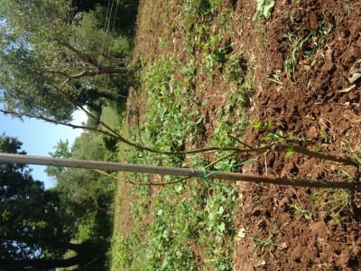 IMG_1511.JPG (238.25 KiB) Osservato 1153 volte IMG_1511.JPG