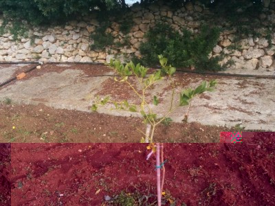 Le foglie sarebbero poi tutte cadute / IMG_20170131_150641.jpg IMG_20170131_150641.jpg