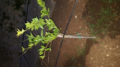 20170528_053201.jpg (95.81 KiB) Osservato 1121 volte 20170528_053201.jpg