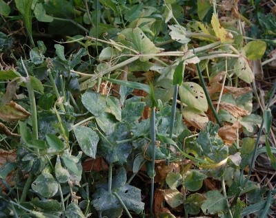 190.JPG (298.21 KiB) Osservato 576 volte 190.JPG