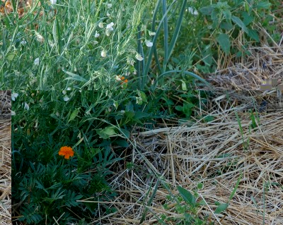 191.JPG (376.87 KiB) Osservato 574 volte 191.JPG