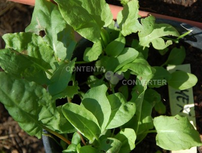 192.jpg (187.99 KiB) Osservato 574 volte 192.jpg