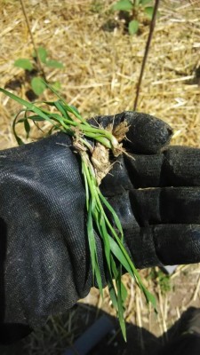 orto_paglia (2).jpeg (96.36 KiB) Osservato 1007 volte orto_paglia (2).jpeg