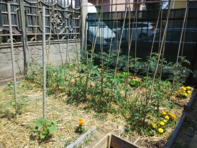 orto_prode (2).jpeg (186.69 KiB) Osservato 1007 volte orto_prode (2).jpeg