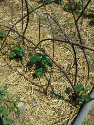 orto_cetriolo.jpeg (226.16 KiB) Osservato 1007 volte orto_cetriolo.jpeg