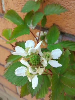 orto_more.jpeg (67.68 KiB) Osservato 1007 volte orto_more.jpeg