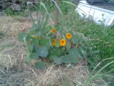 2017-05-29 20.50.58.jpg (135.24 KiB) Osservato 639 volte 2017-05-29 20.50.58.jpg