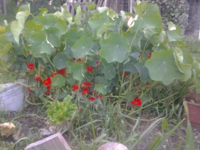 2017-05-29 20.52.03.jpg (95.87 KiB) Osservato 639 volte 2017-05-29 20.52.03.jpg