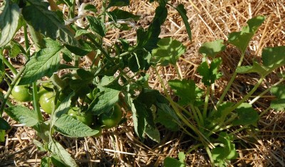 194.JPG (256.77 KiB) Osservato 528 volte 194.JPG