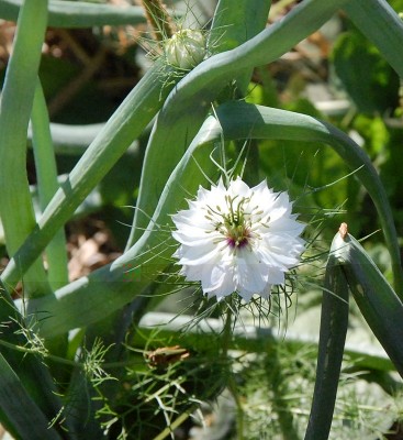 196.JPG (247.98 KiB) Osservato 528 volte 196.JPG