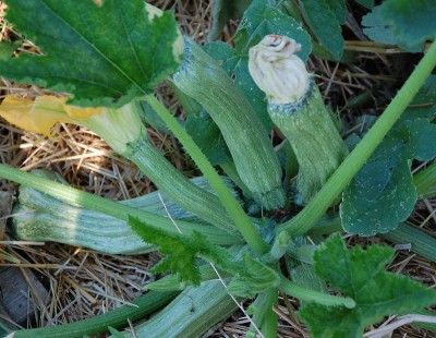 193.JPG (265.43 KiB) Osservato 528 volte 193.JPG