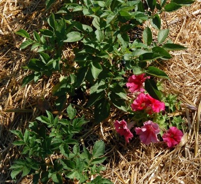 197.JPG (393.87 KiB) Osservato 527 volte 197.JPG