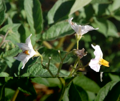 199.JPG (198.6 KiB) Osservato 527 volte 199.JPG