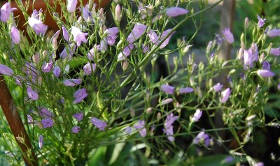 Raperonzolo..JPG (227.94 KiB) Osservato 610 volte Raperonzolo..JPG