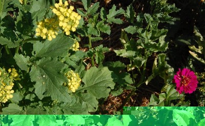 200.JPG (251.45 KiB) Osservato 564 volte 200.JPG