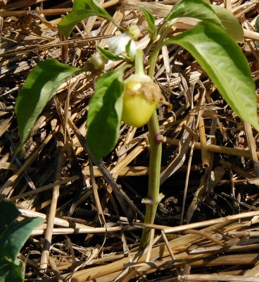 202.JPG (328.72 KiB) Osservato 564 volte 202.JPG