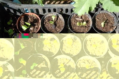 201.JPG (298.46 KiB) Osservato 564 volte 201.JPG