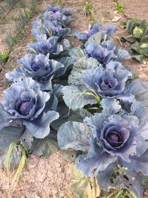 01.06.17 004.JPG (310.67 KiB) Osservato 620 volte 01.06.17 004.JPG