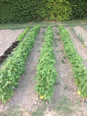 01.06.17 006.JPG (342.38 KiB) Osservato 620 volte 01.06.17 006.JPG