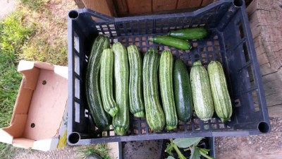 103.jpg (108.69 KiB) Osservato 558 volte 103.jpg