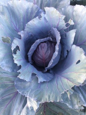 30.05.17 014.JPG (74.56 KiB) Osservato 603 volte 30.05.17 014.JPG