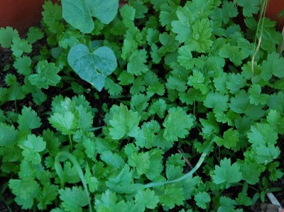 203.JPG (257.72 KiB) Osservato 500 volte 203.JPG