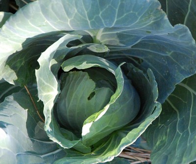 204.JPG (213.06 KiB) Osservato 500 volte 204.JPG