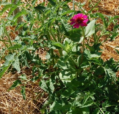 207.JPG (339.29 KiB) Osservato 674 volte 207.JPG