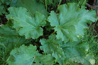 208.JPG (252.13 KiB) Osservato 674 volte 208.JPG