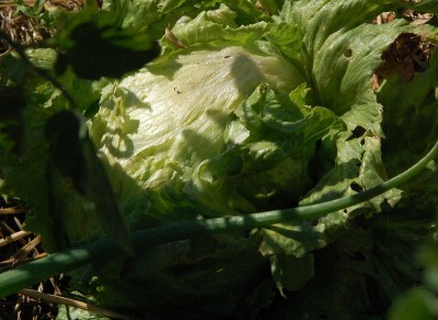 209.JPG (217.6 KiB) Osservato 674 volte 209.JPG