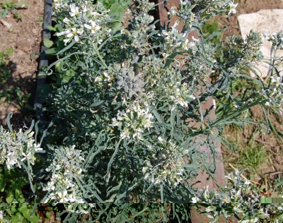 211.JPG (206.05 KiB) Osservato 669 volte 211.JPG