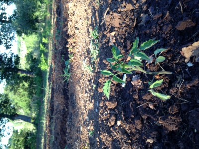 image.jpeg (219.66 KiB) Osservato 780 volte image.jpeg